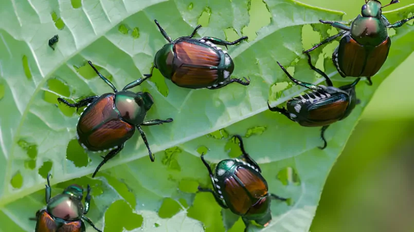 Japanese beetles eating string bean leaves in a garden