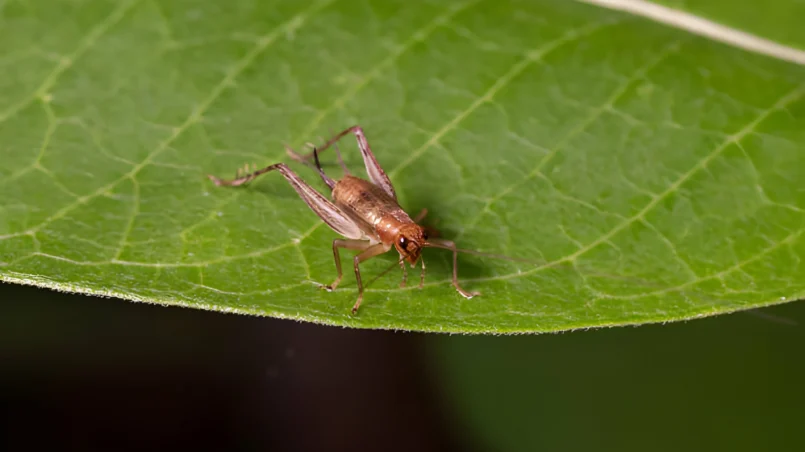 cricket nymph